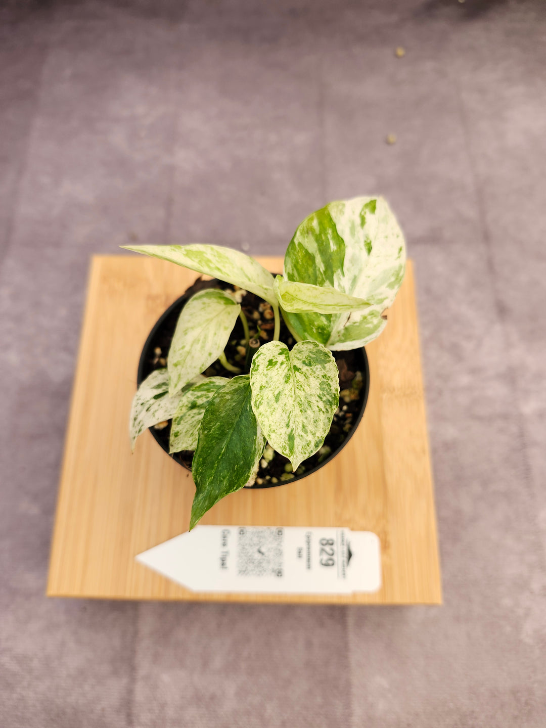 Epipremnum Pinnatum &