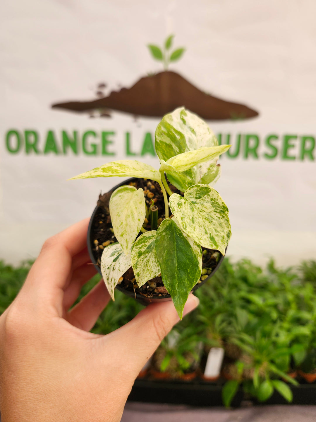 Epipremnum Pinnatum &