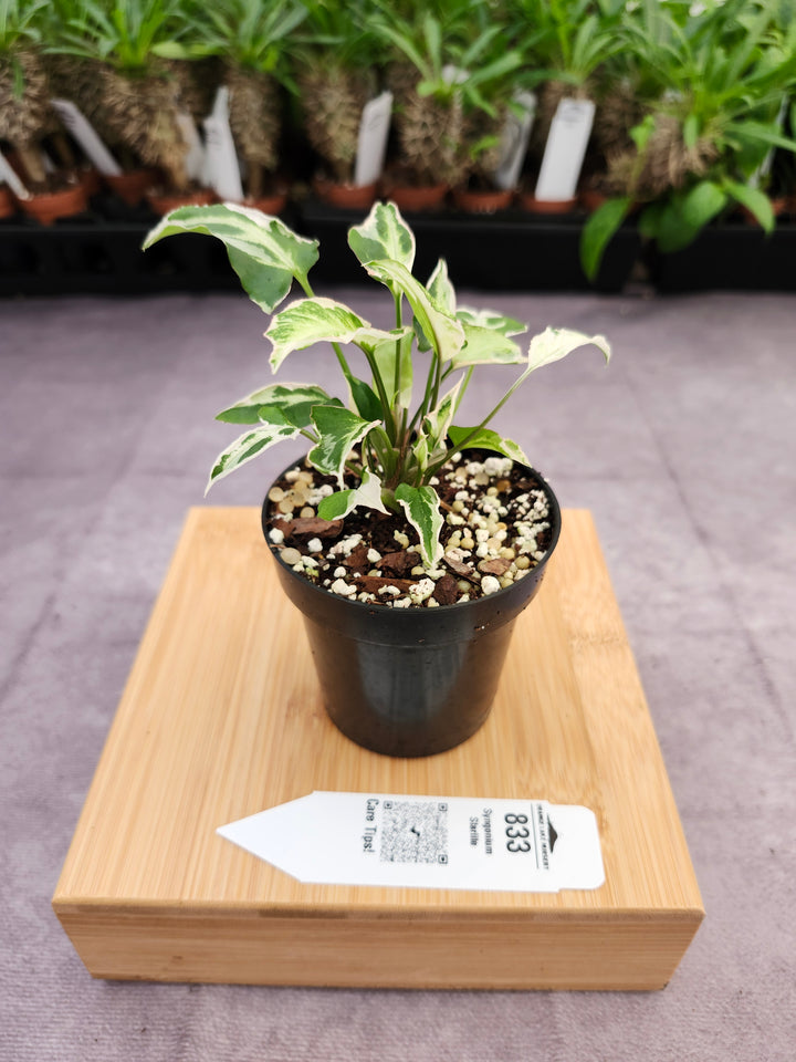Syngonium Starlite (3in)-833