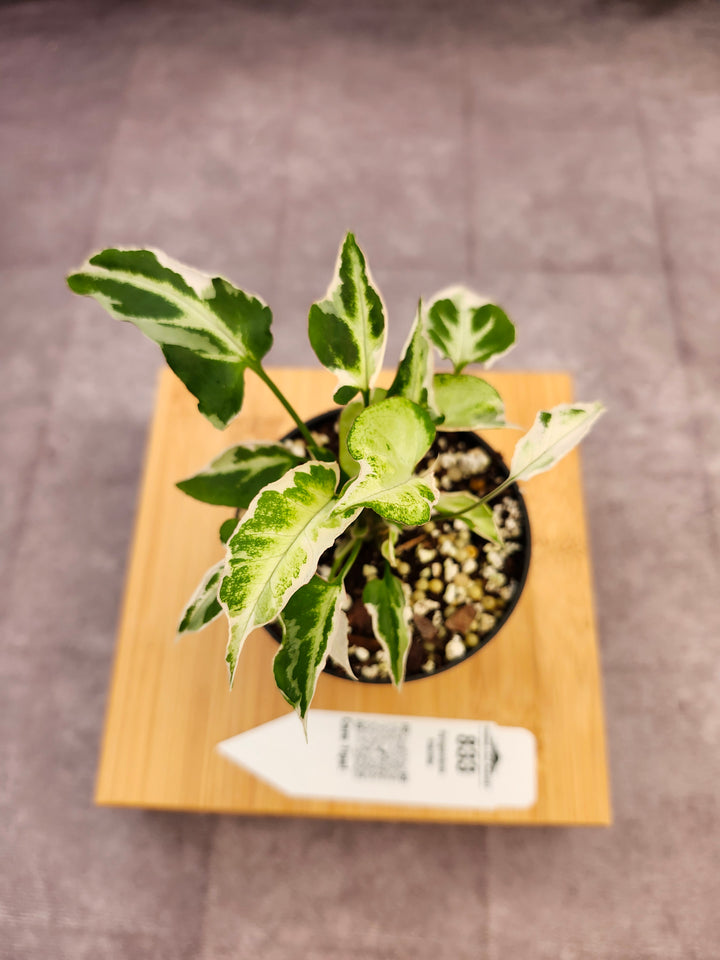 Syngonium Starlite (3in)-833