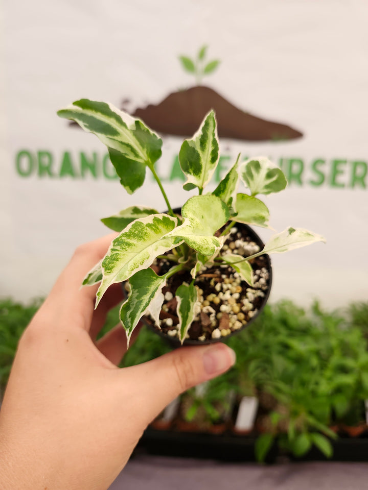 Syngonium Starlite (3in)-833