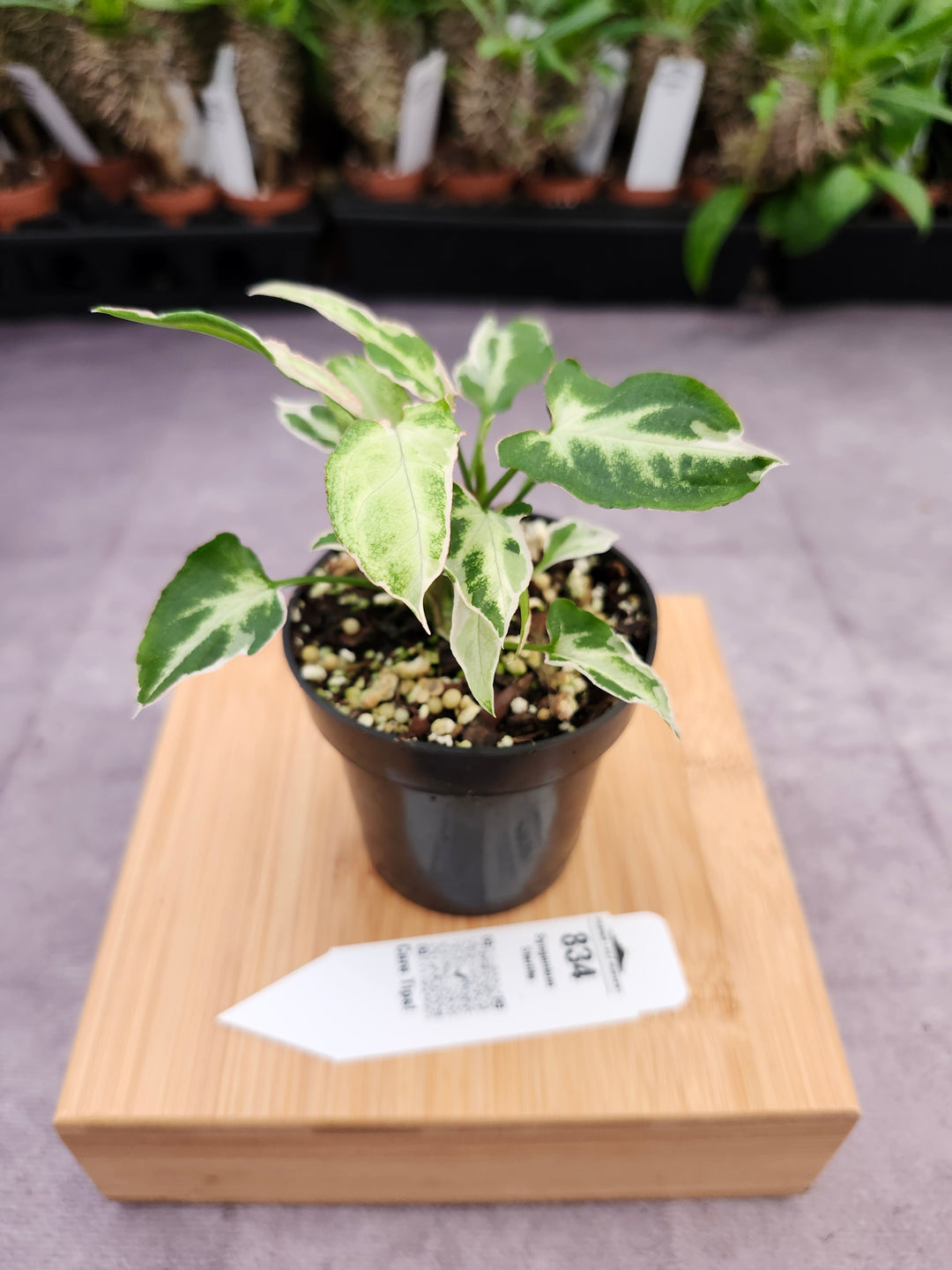 Syngonium Starlite (3in)-834