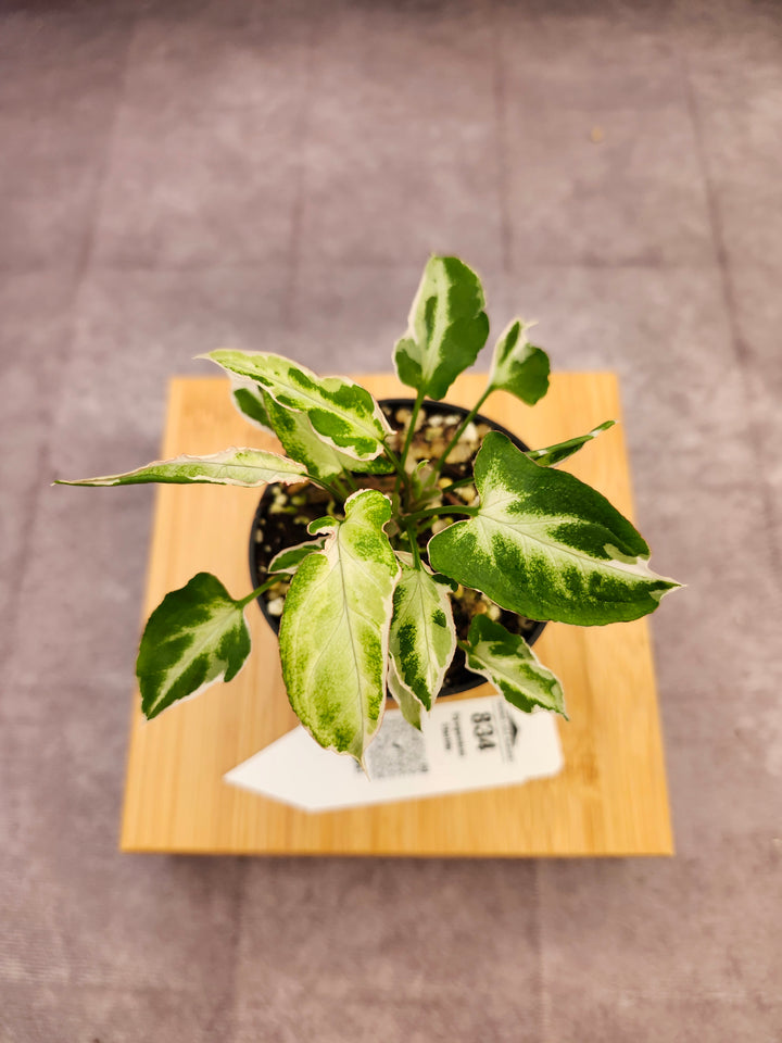 Syngonium Starlite (3in)-834