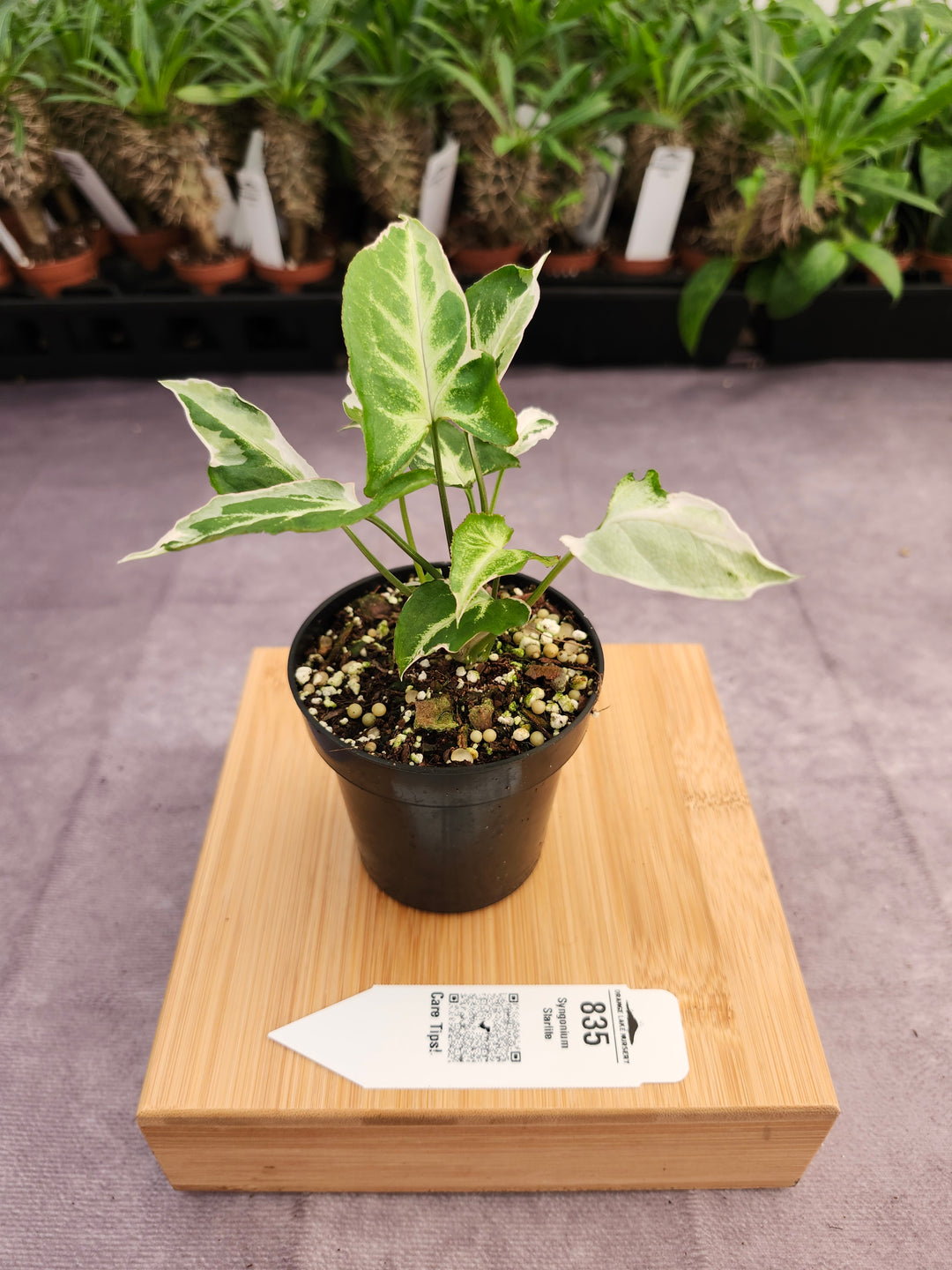 Syngonium Starlite (3in)-835