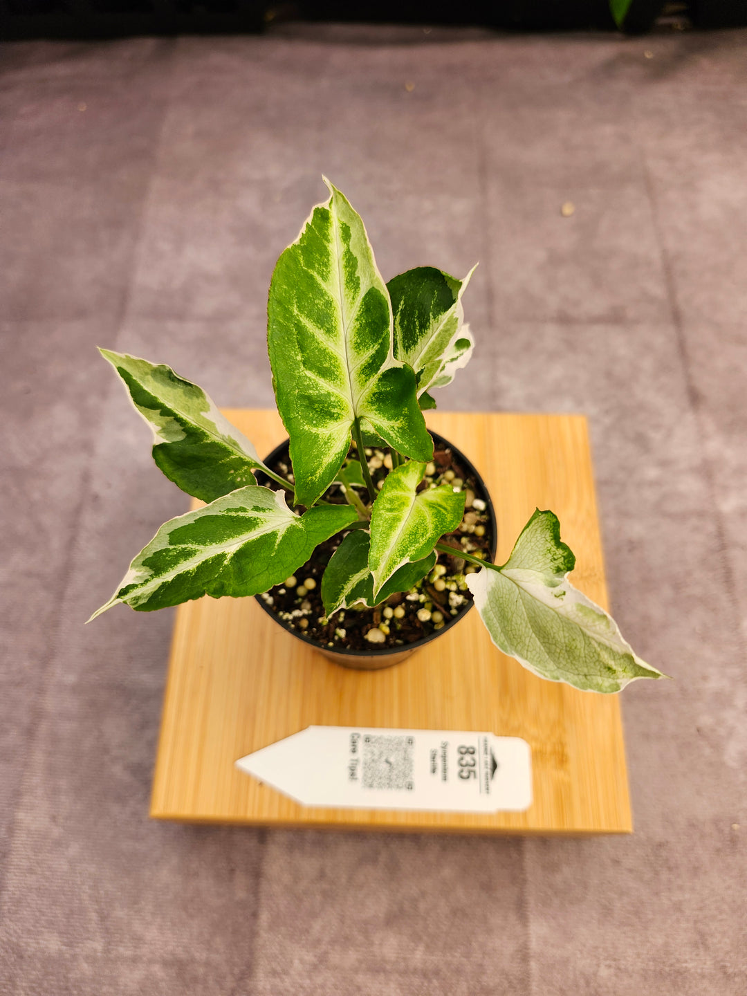 Syngonium Starlite (3in)-835