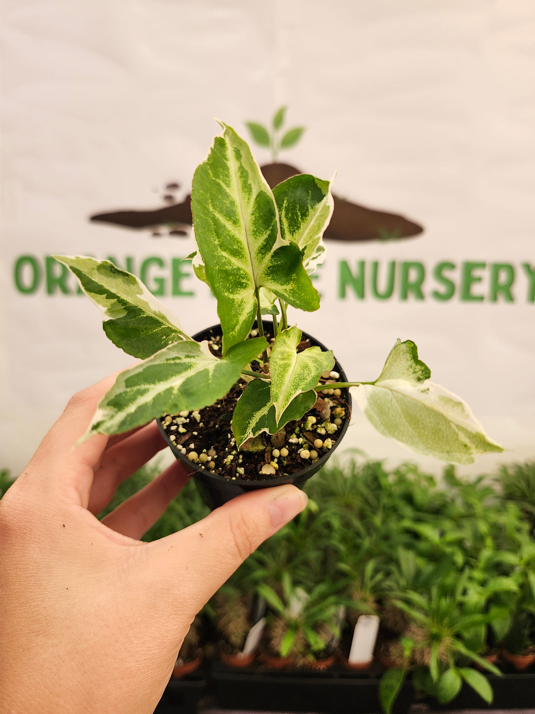 Syngonium Starlite (3in)-835