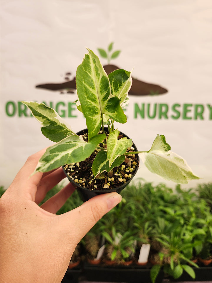 Syngonium Starlite (3in)-835