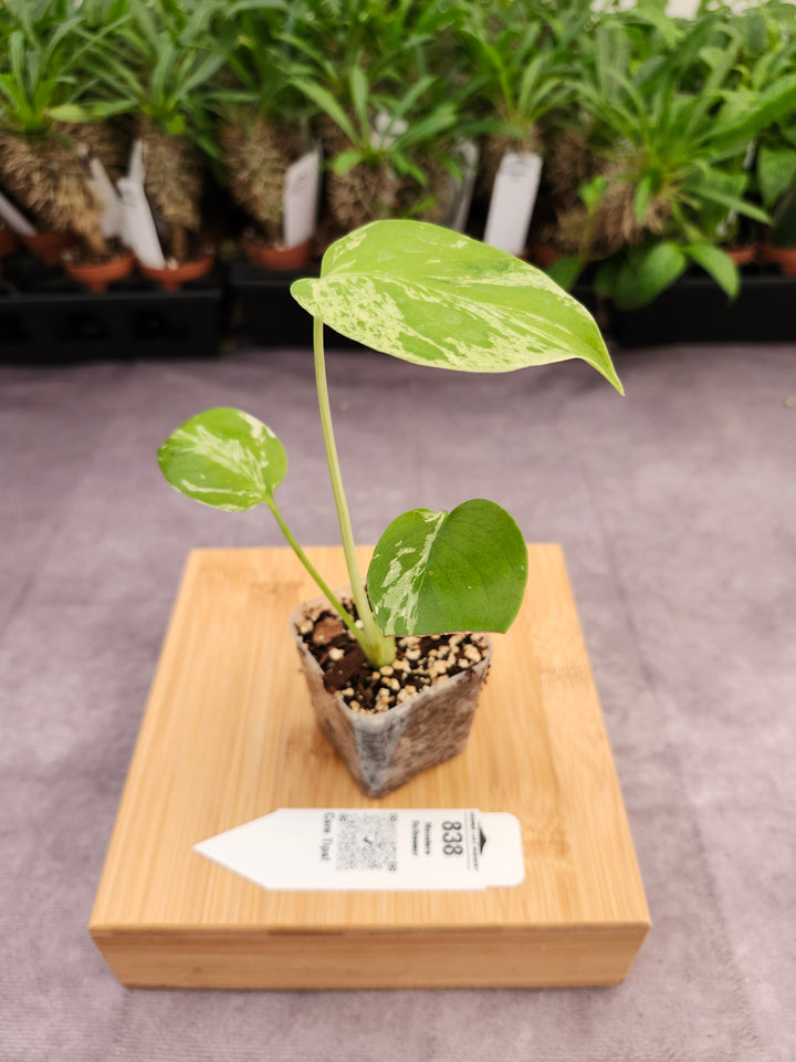 Monstera Bulbasaur (2in)-838