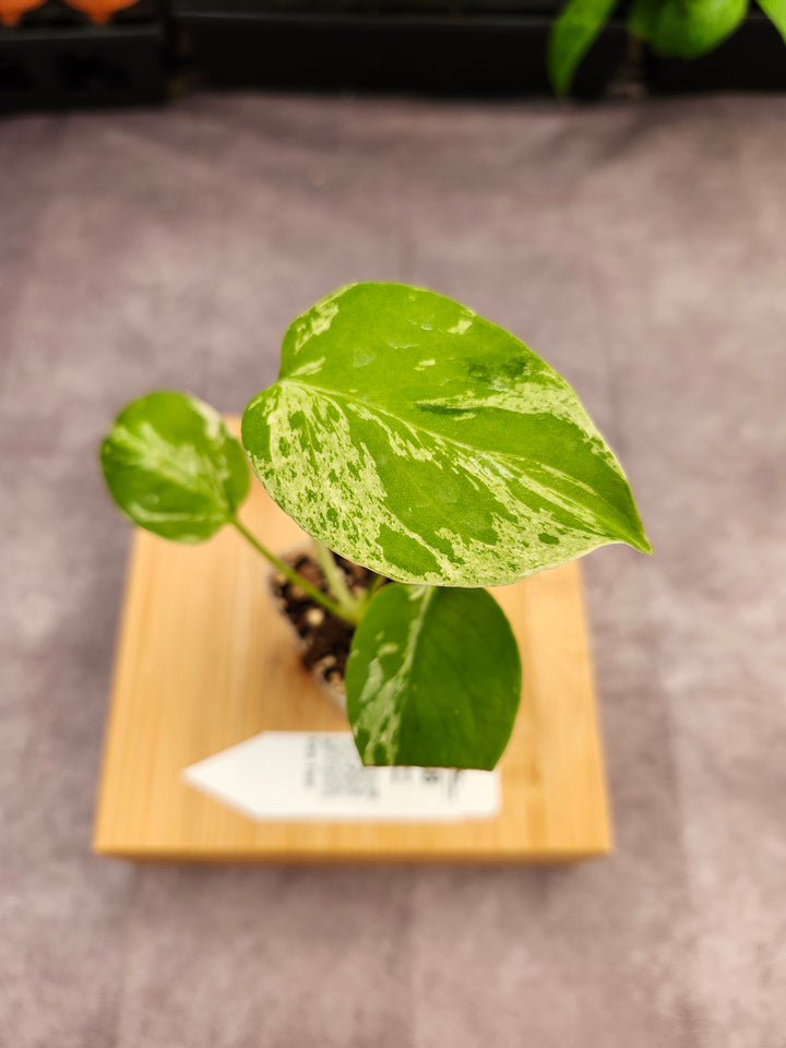 Monstera Bulbasaur (2in)-838