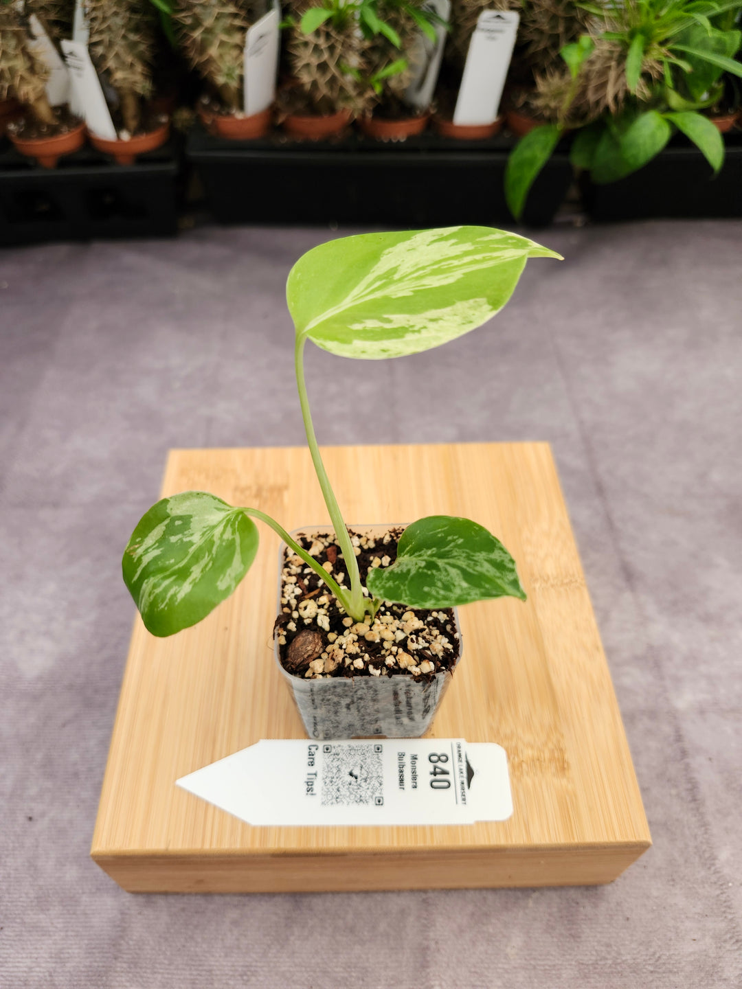 Monstera Bulbasaur (2in)-840