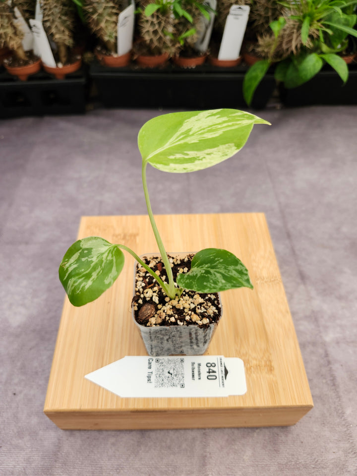 Monstera Bulbasaur (2in)-840