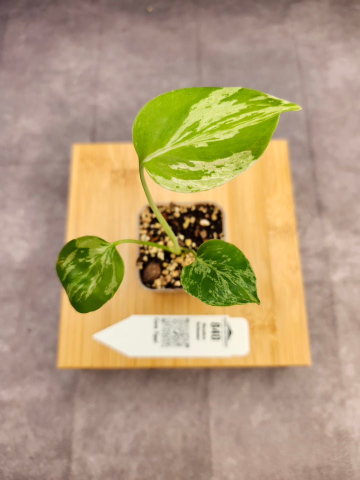 Monstera Bulbasaur (2in)-840