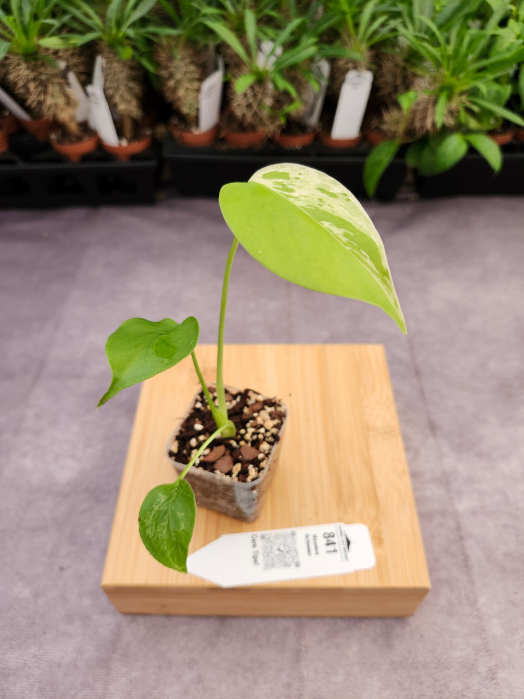 Monstera Bulbasaur (2in)-841