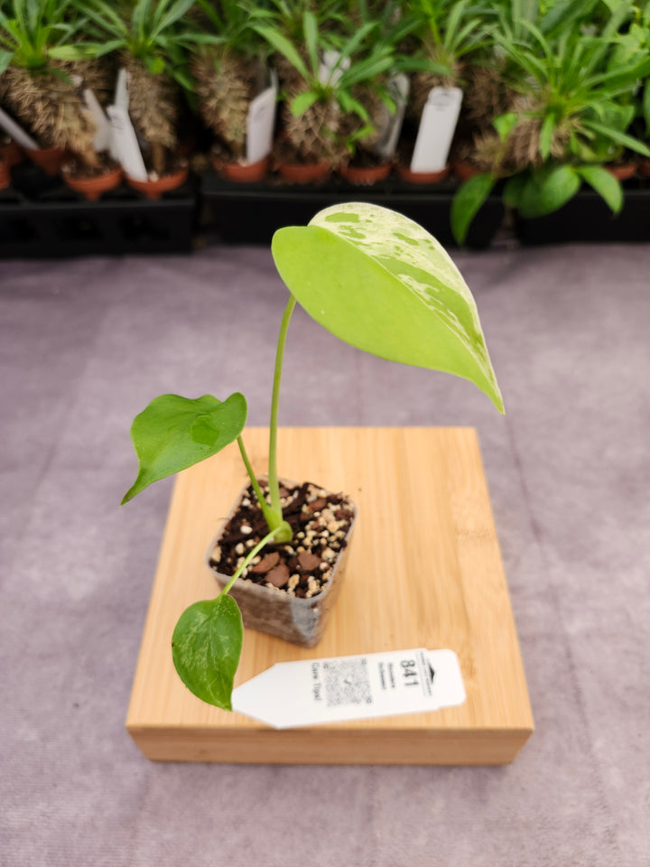 Monstera Bulbasaur (2in)-841