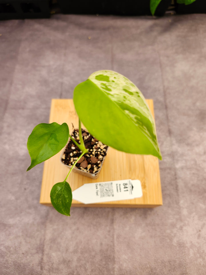 Monstera Bulbasaur (2in)-841