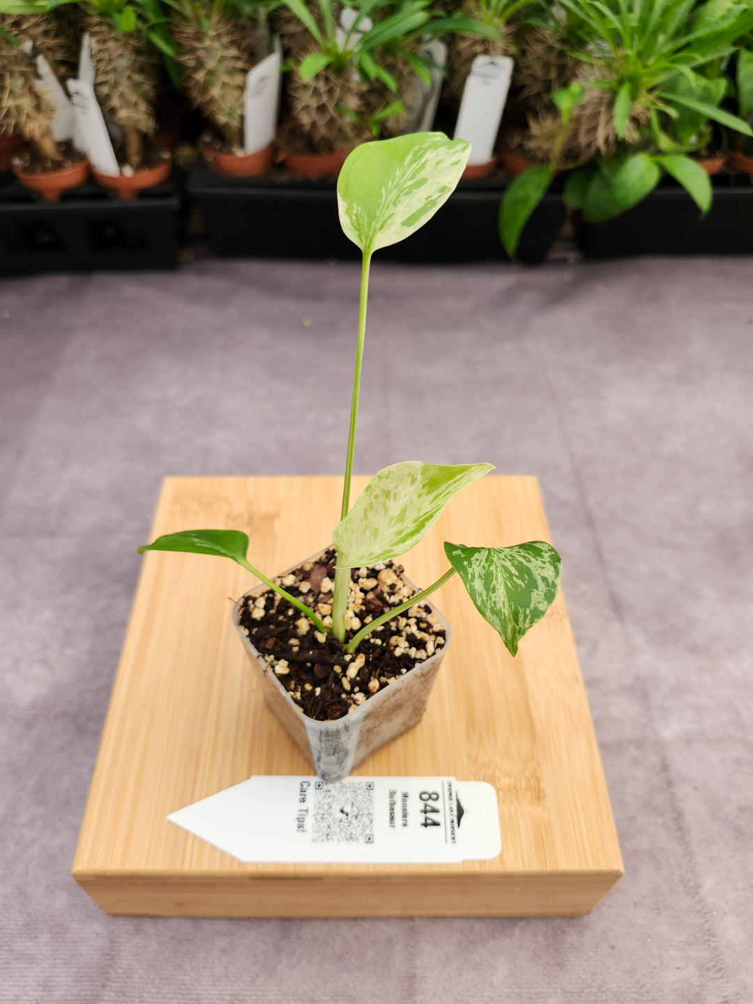 Monstera Bulbasaur (2in)-844
