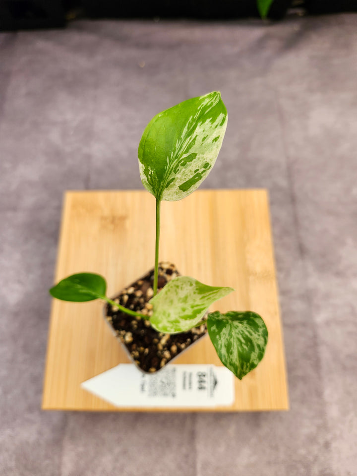 Monstera Bulbasaur (2in)-844