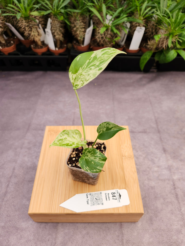 Monstera Bulbasaur (2in)-847