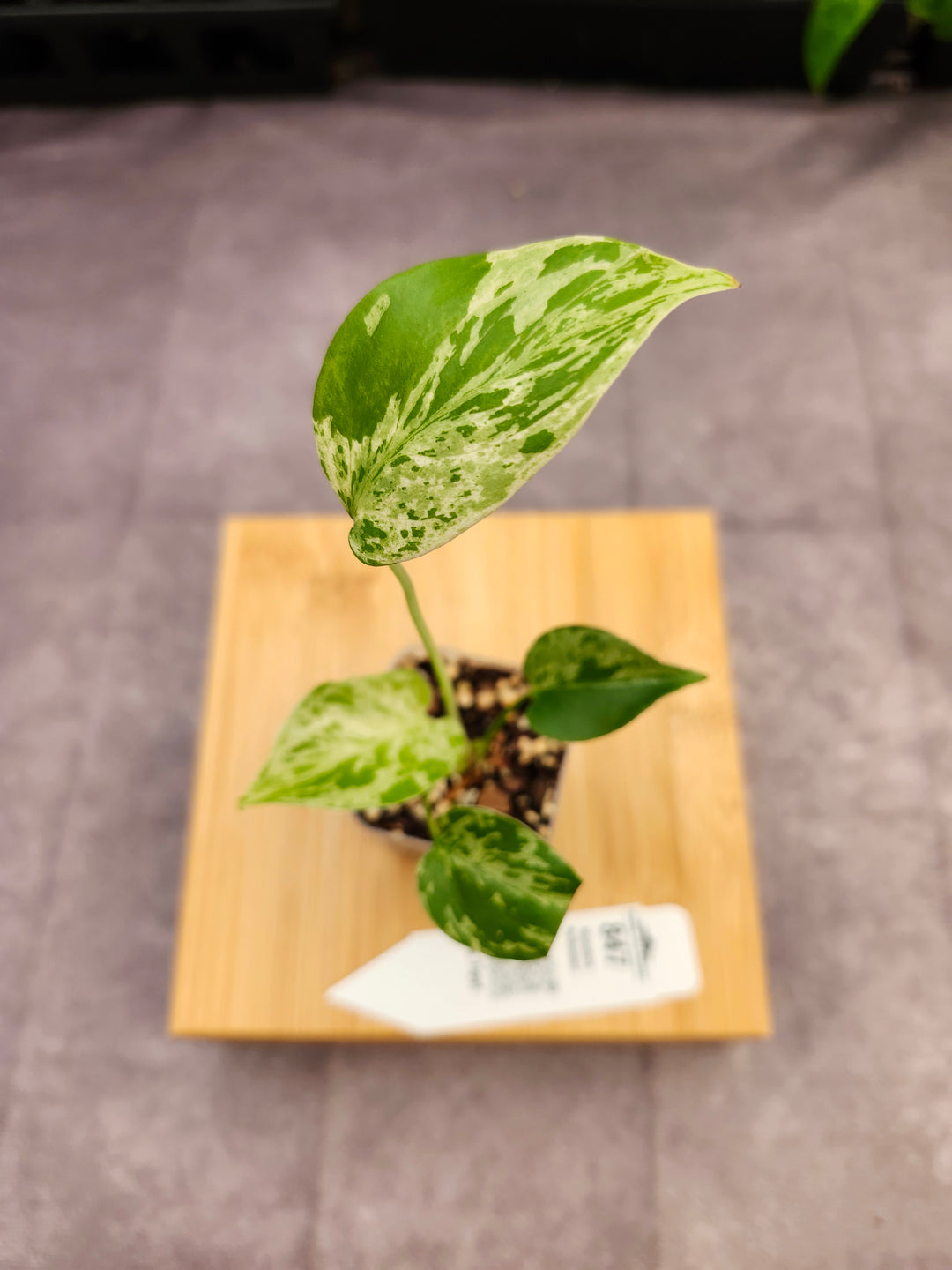 Monstera Bulbasaur (2in)-847