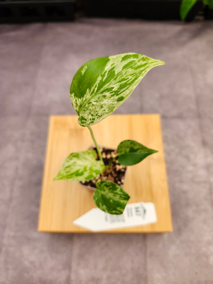 Monstera Bulbasaur (2in)-847