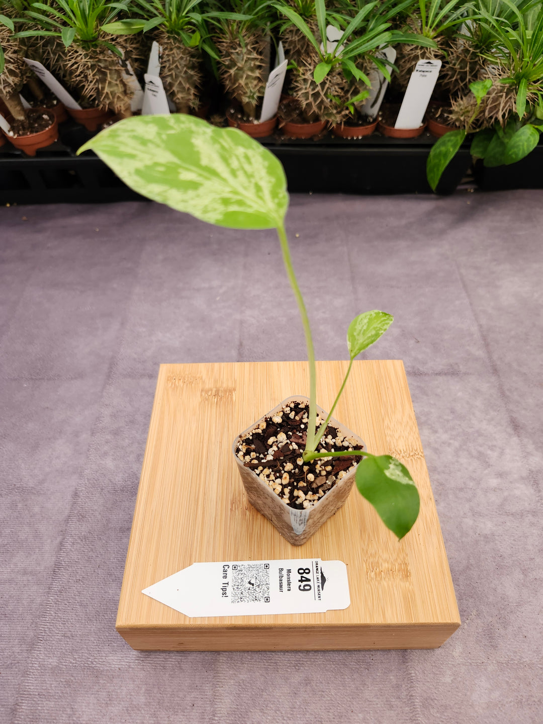 Monstera Bulbasaur (2in)-849