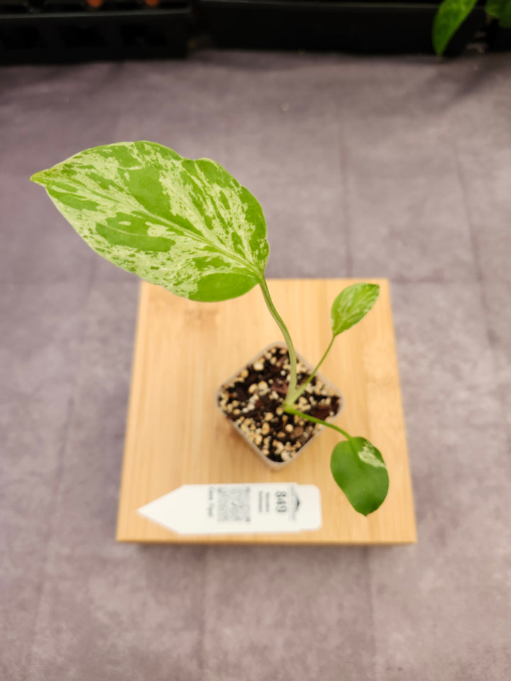 Monstera Bulbasaur (2in)-849