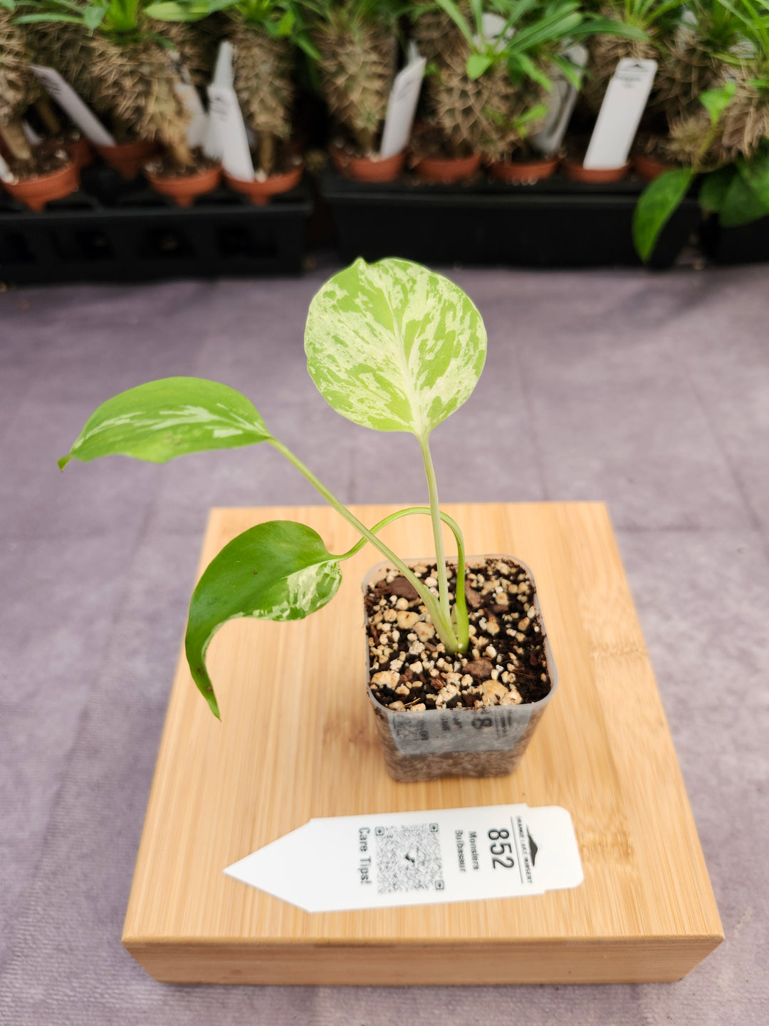 Monstera Bulbasaur (2in)-852