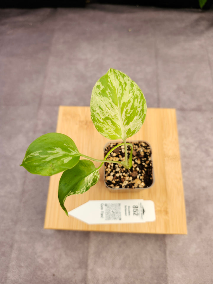Monstera Bulbasaur (2in)-852