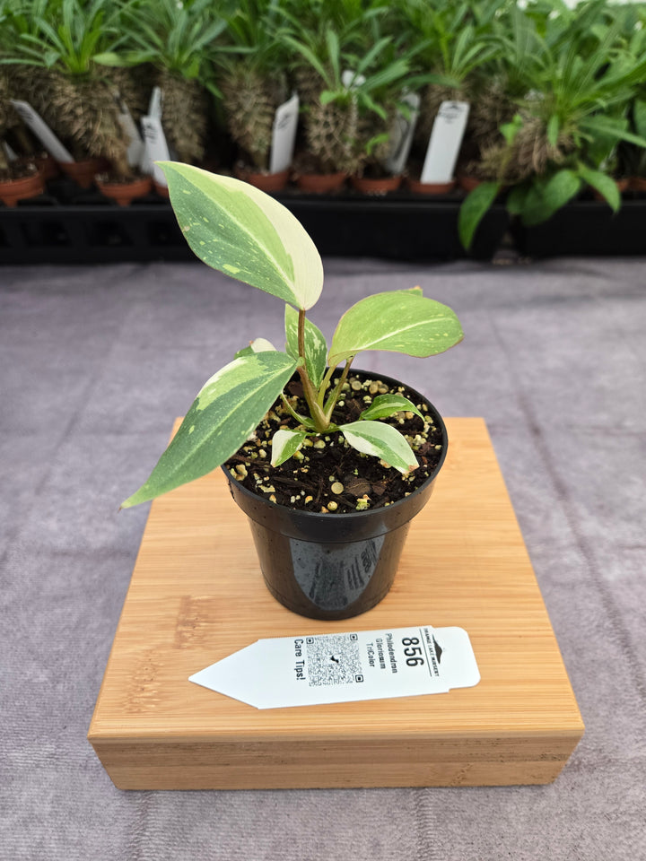 Philodendron Gloriosum Tricolor (3in)-856