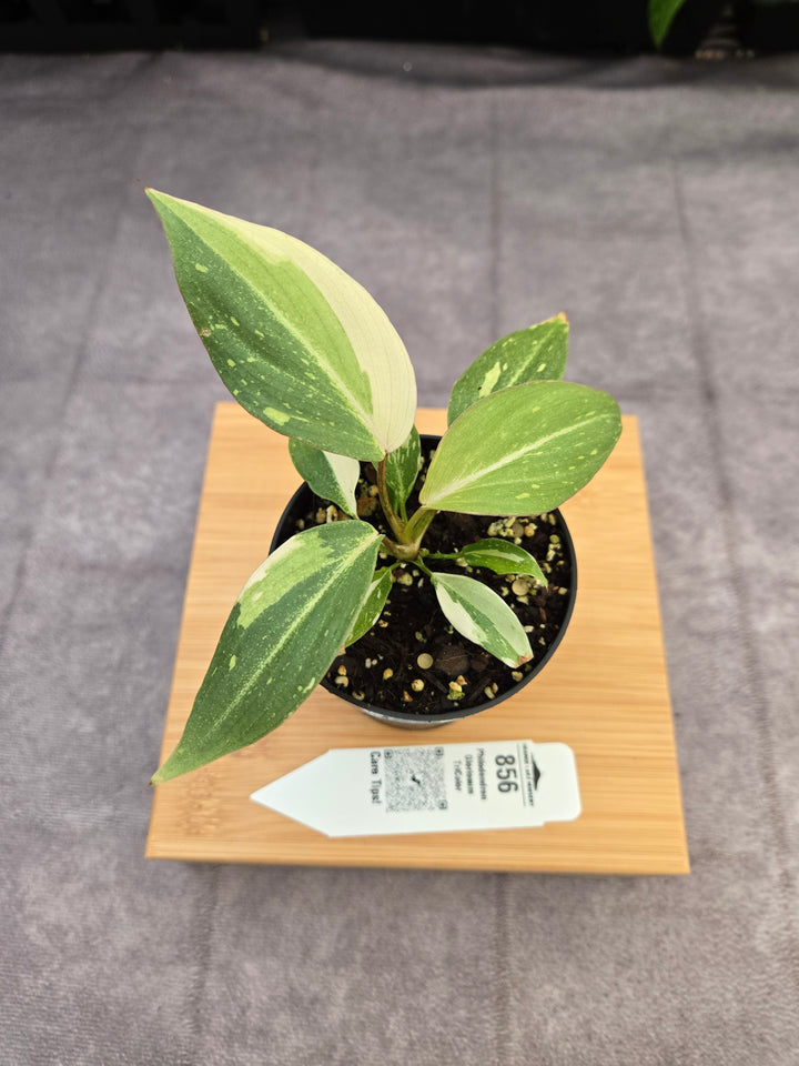 Philodendron Gloriosum Tricolor (3in)-856