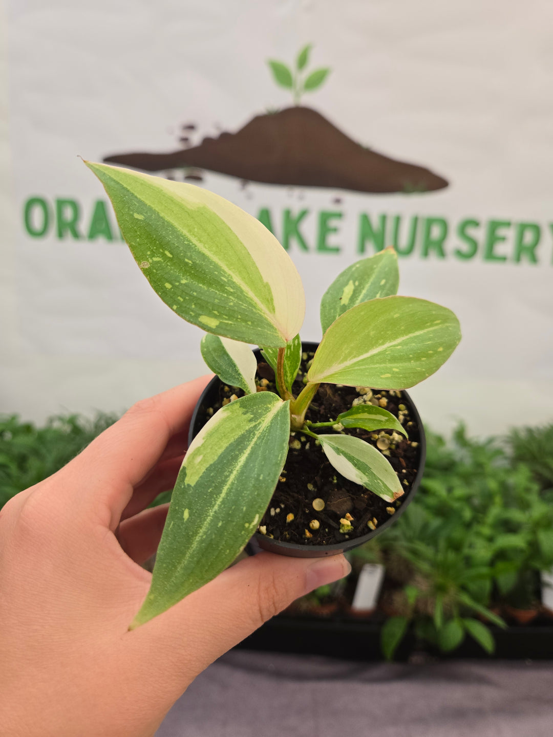 Philodendron Gloriosum Tricolor (3in)-856