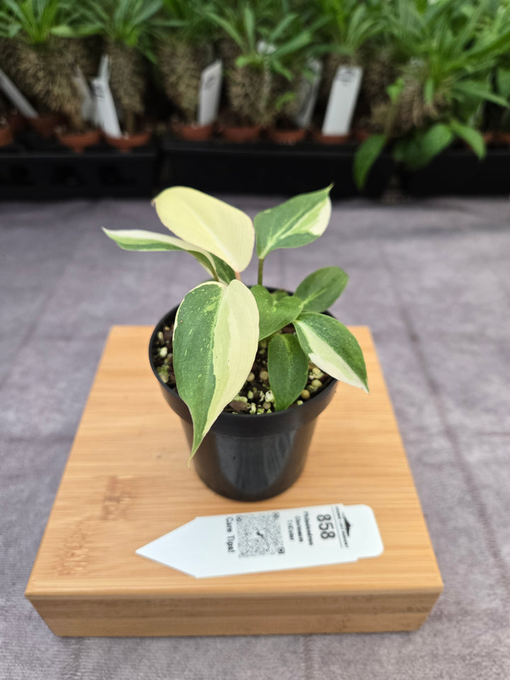 Philodendron Gloriosum Tricolor (3in)-858