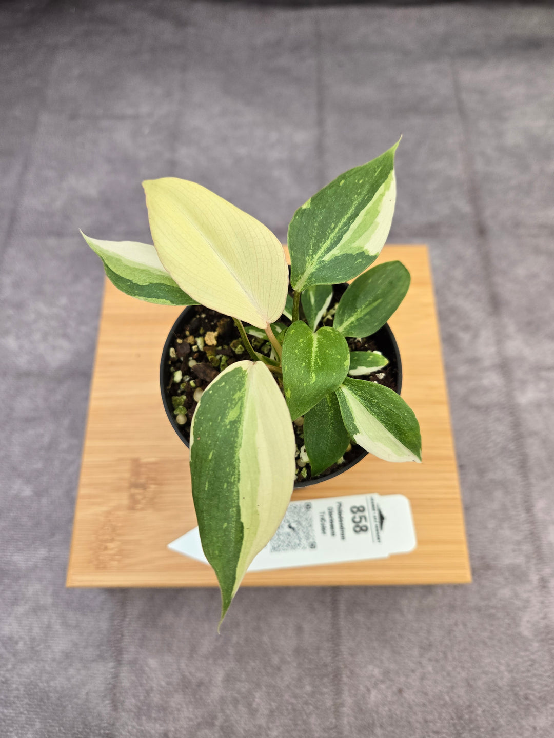 Philodendron Gloriosum Tricolor (3in)-858