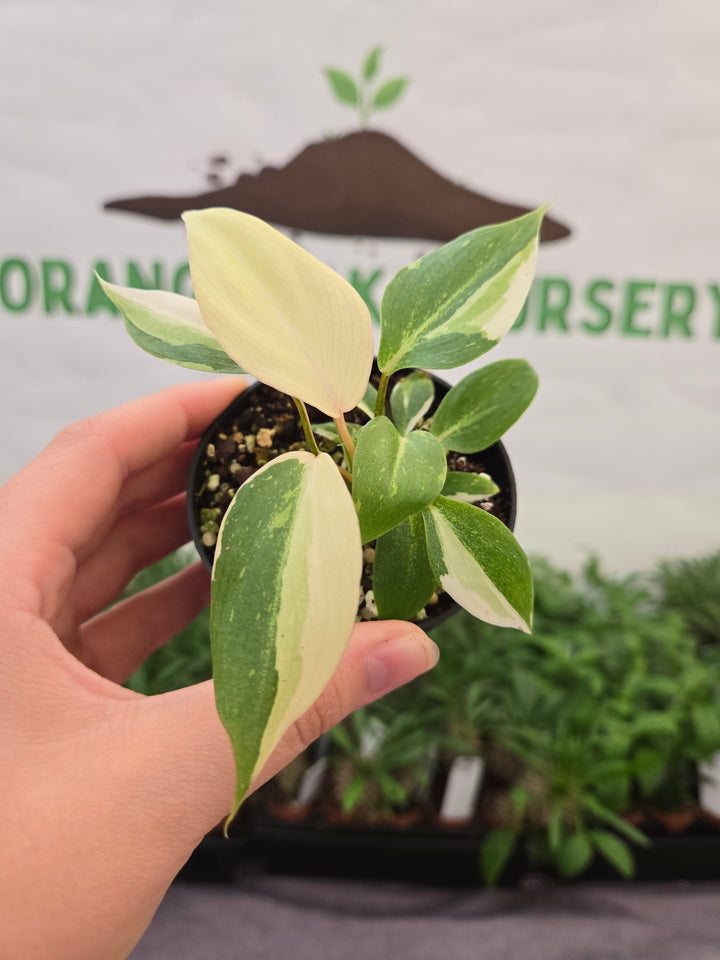 Philodendron Gloriosum Tricolor (3in)-858
