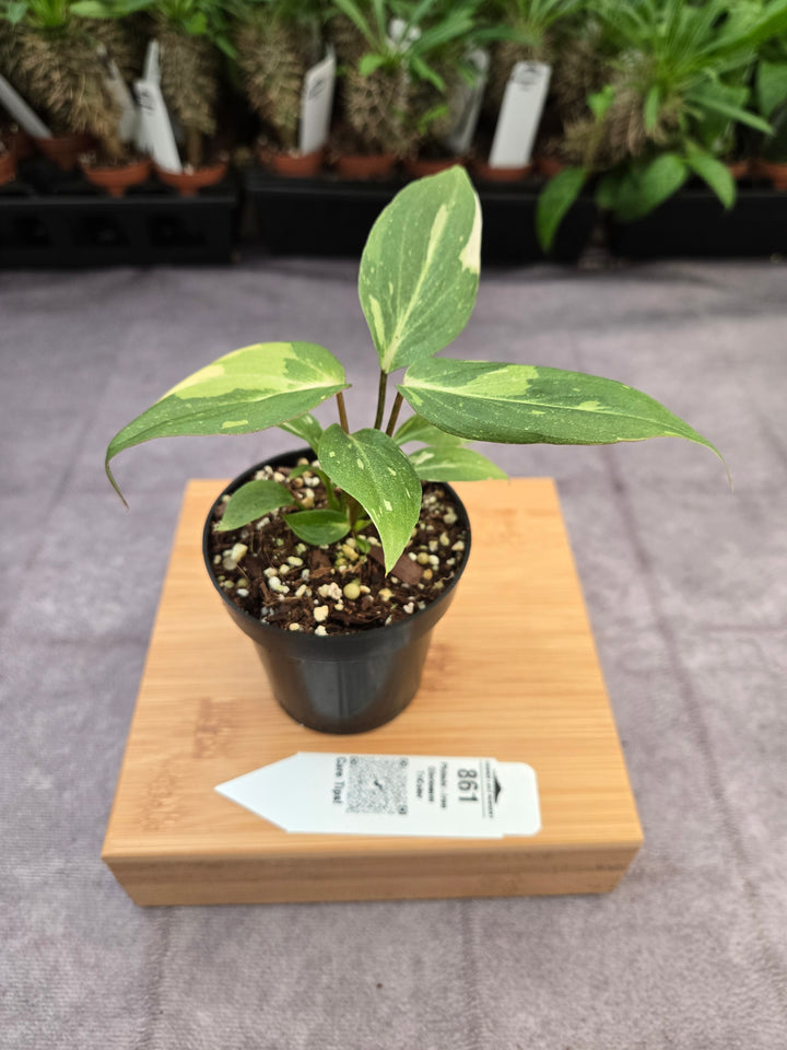 Philodendron Gloriosum Tricolor (3in)-861