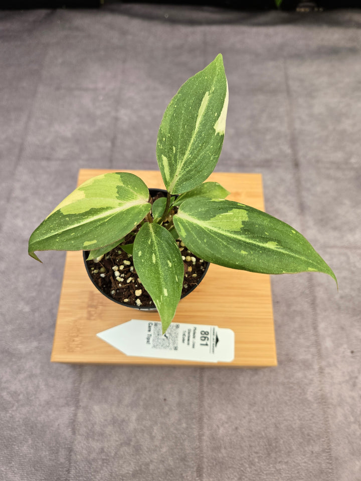 Philodendron Gloriosum Tricolor (3in)-861