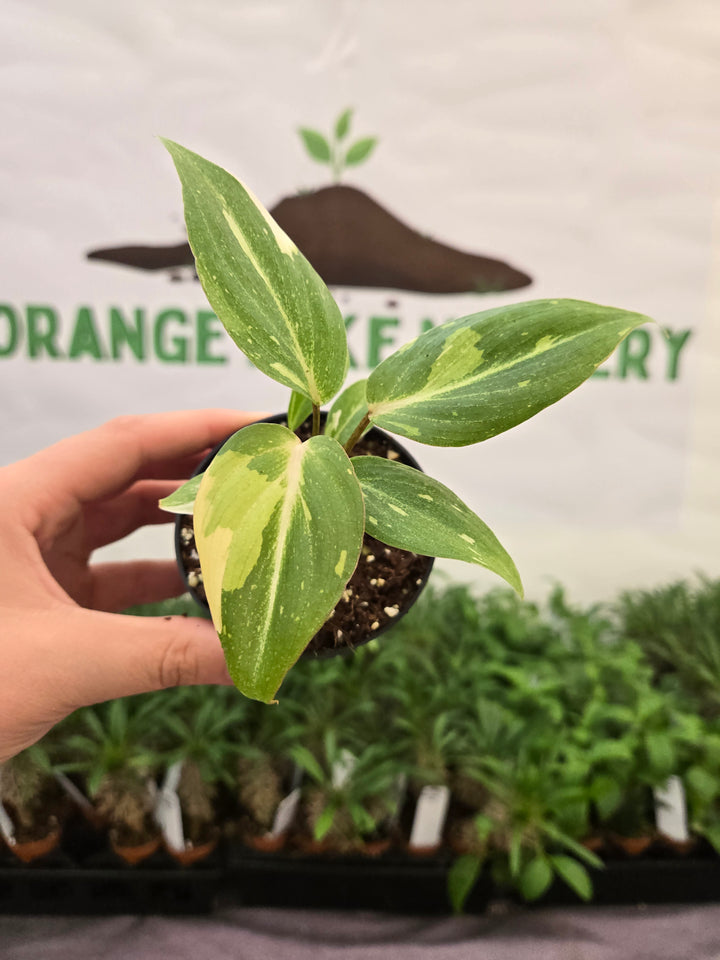 Philodendron Gloriosum Tricolor (3in)-861