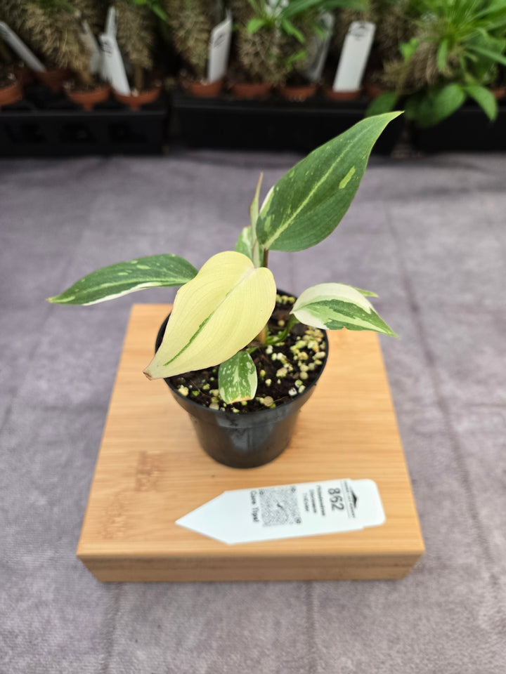 Philodendron Gloriosum Tricolor (3in)-862