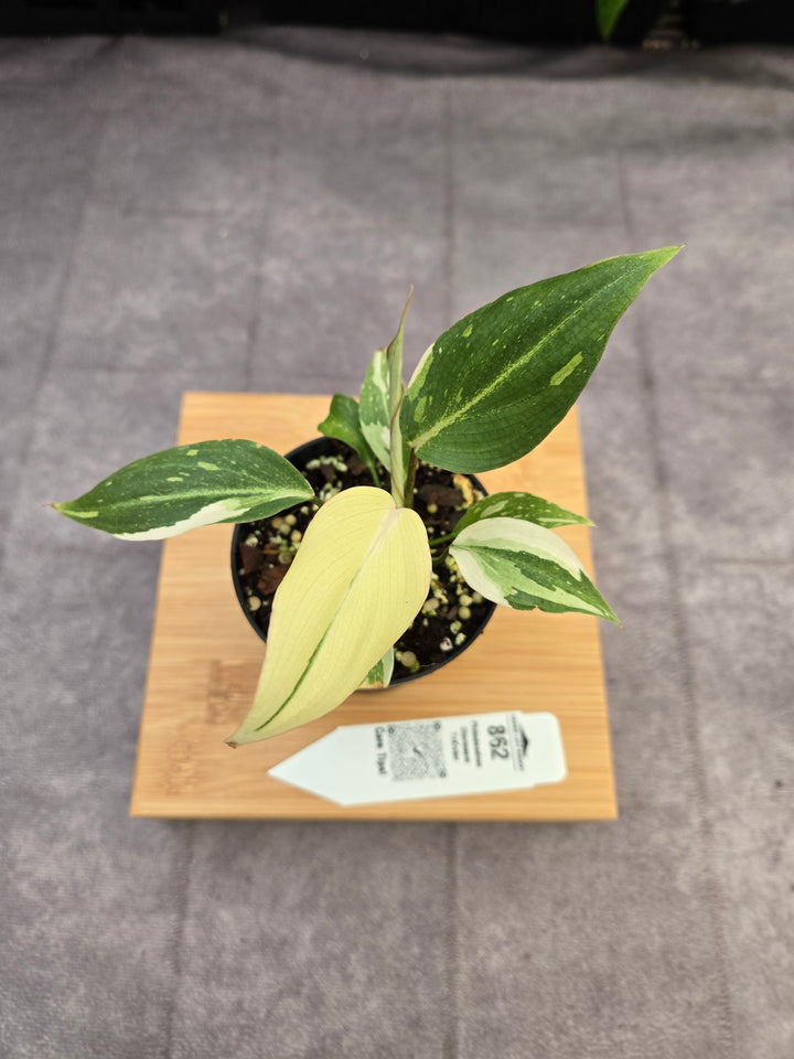 Philodendron Gloriosum Tricolor (3in)-862