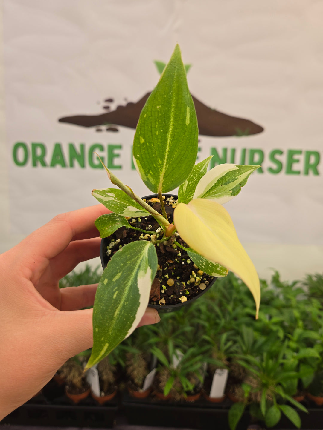 Philodendron Gloriosum Tricolor (3in)-862