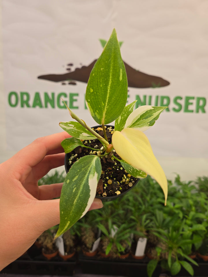 Philodendron Gloriosum Tricolor (3in)-862