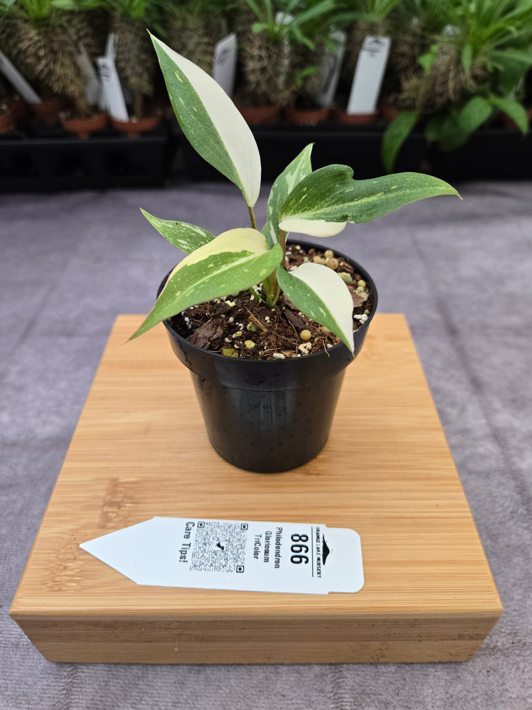 Philodendron Gloriosum Tricolor (3in)-866