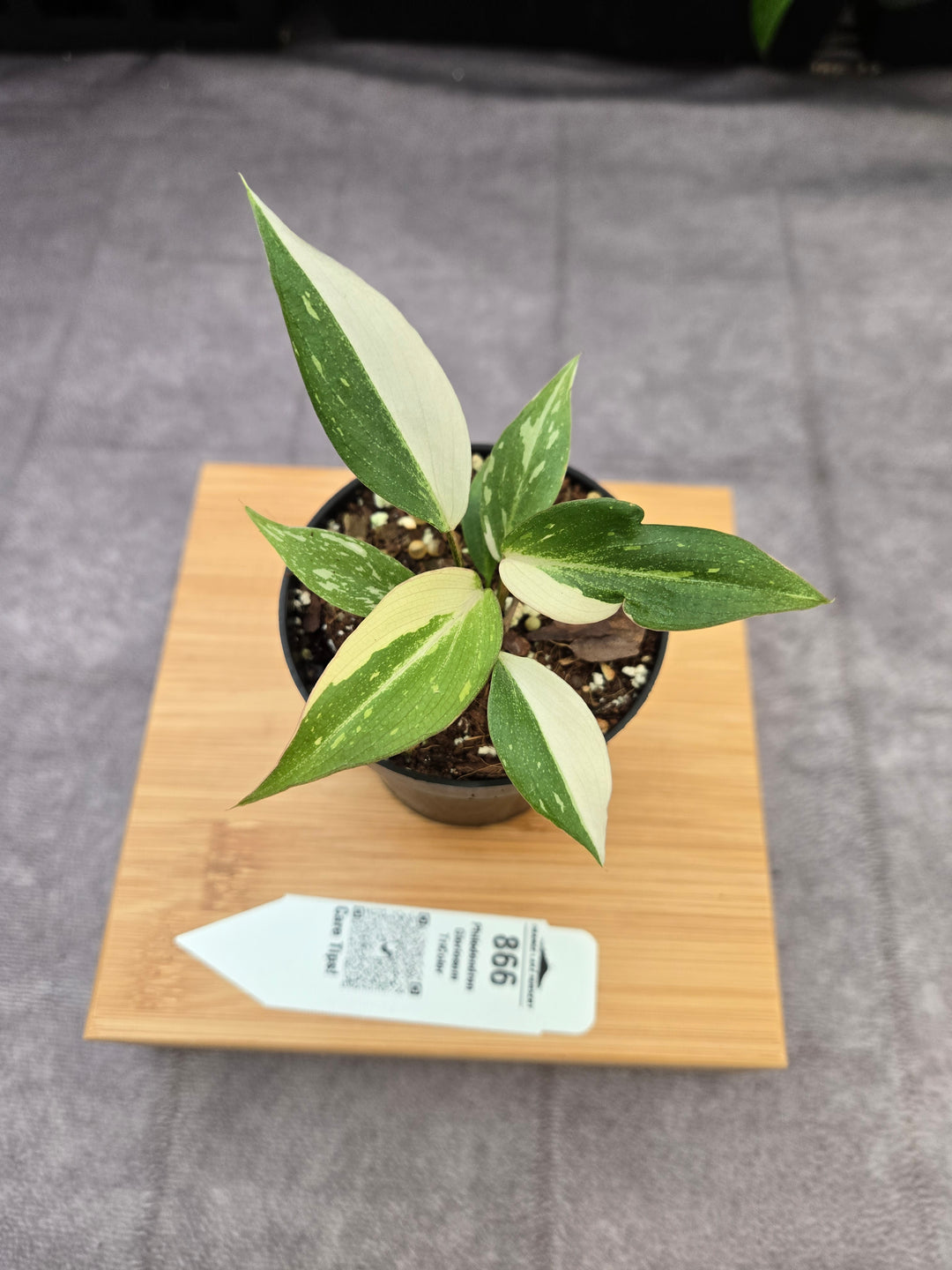 Philodendron Gloriosum Tricolor (3in)-866