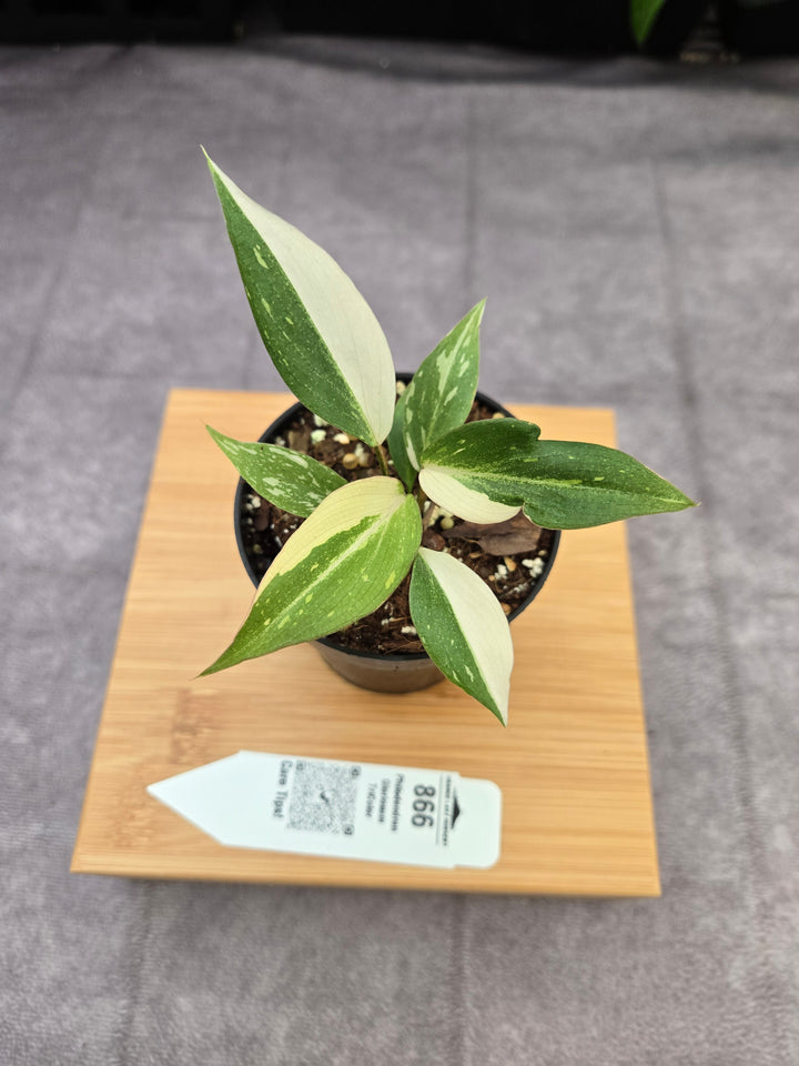 Philodendron Gloriosum Tricolor (3in)-866