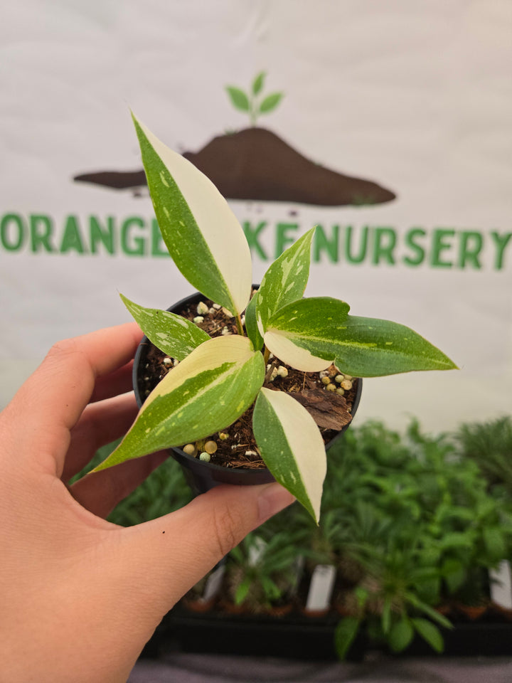 Philodendron Gloriosum Tricolor (3in)-866