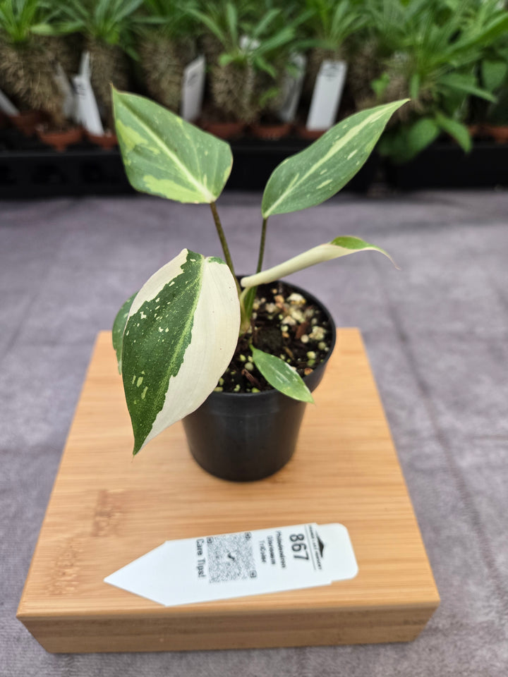 Philodendron Gloriosum Tricolor (3in)-867