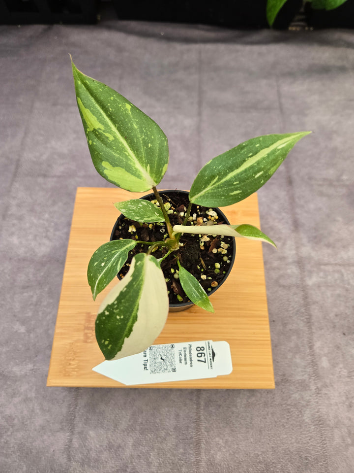 Philodendron Gloriosum Tricolor (3in)-867