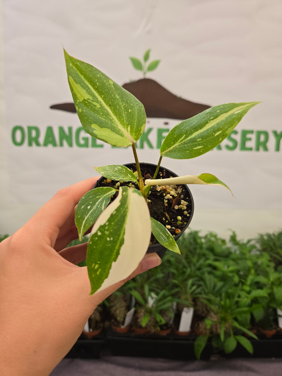 Philodendron Gloriosum Tricolor (3in)-867