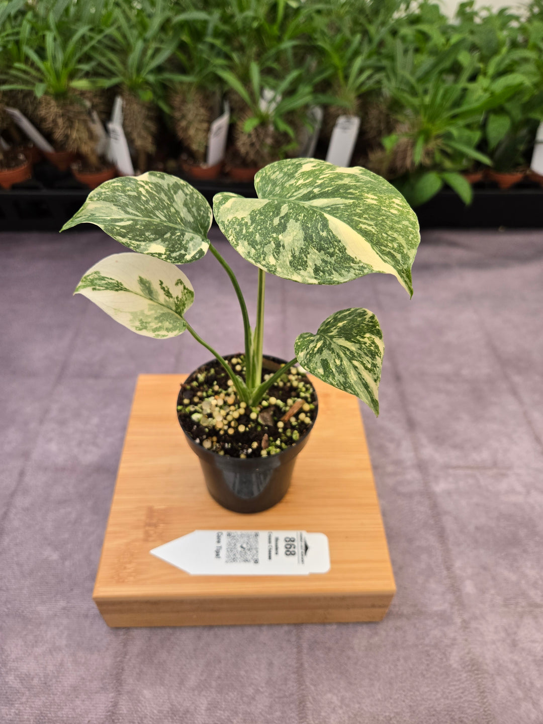 Monstera Cream Cheese (3in)- 868