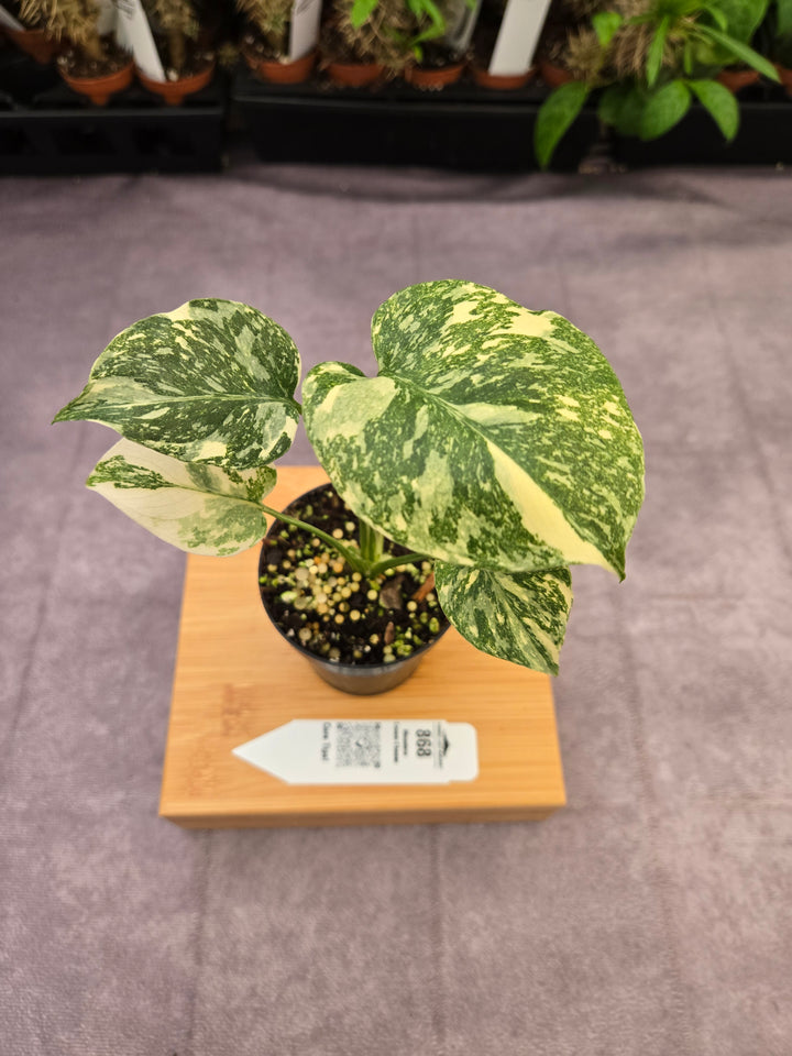 Monstera Cream Cheese (3in)- 868